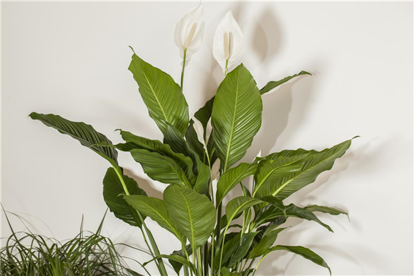 Spathiphyllum floribundum