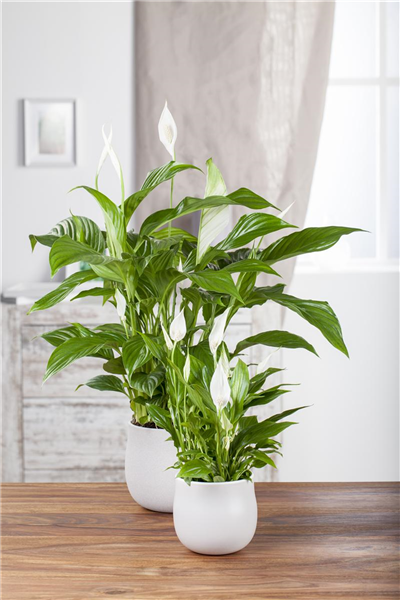 Spathiphyllum floribundum