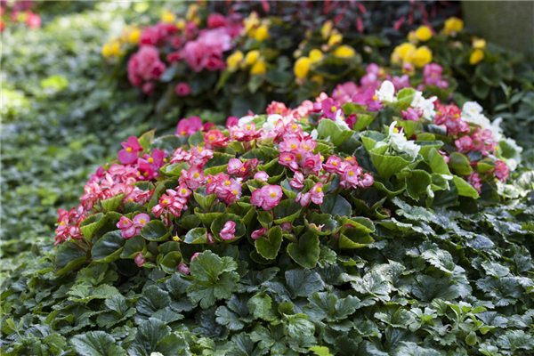 Begonia semperflorens
