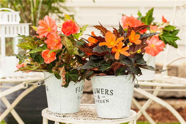Begonia x tuberhybrida