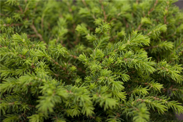 Picea abies