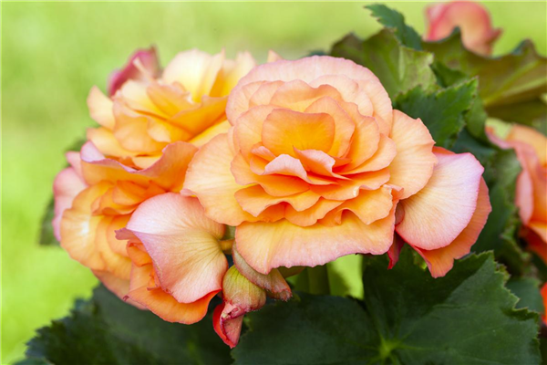 Begonia x tuberhybrida