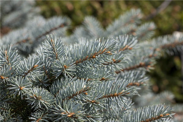 Picea pungens 'Glauca Globosa'