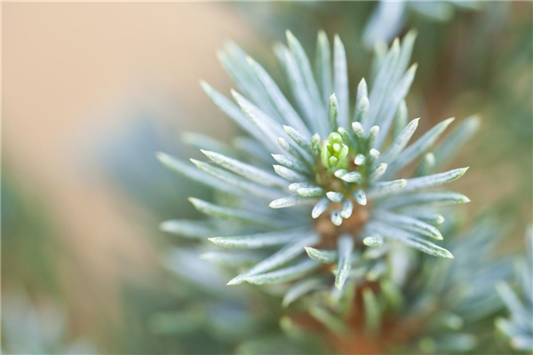 Picea glauca 'Sander´s Blue'