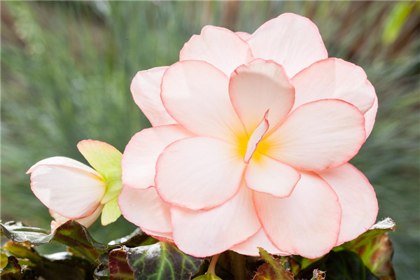 Begonia x tuberhybrida