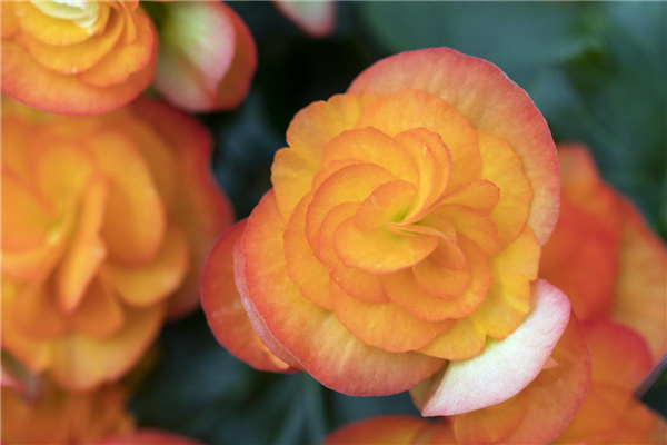 Begonia elatior 'Volcano'