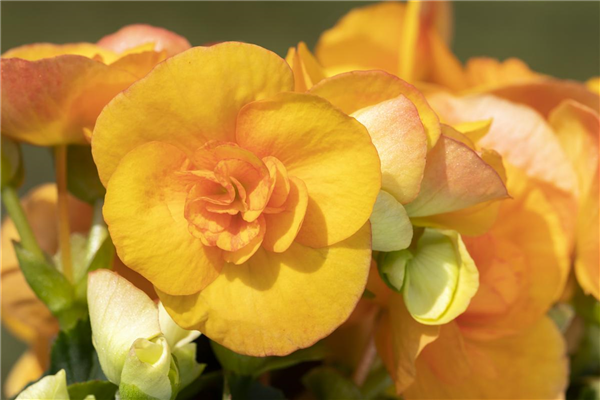 Begonia elatior, gelb