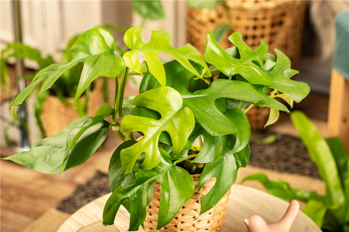 Groß - größer - Monstera - Gartencenter Rammes Grünland