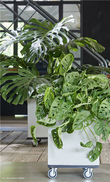 Groß - größer - Monstera