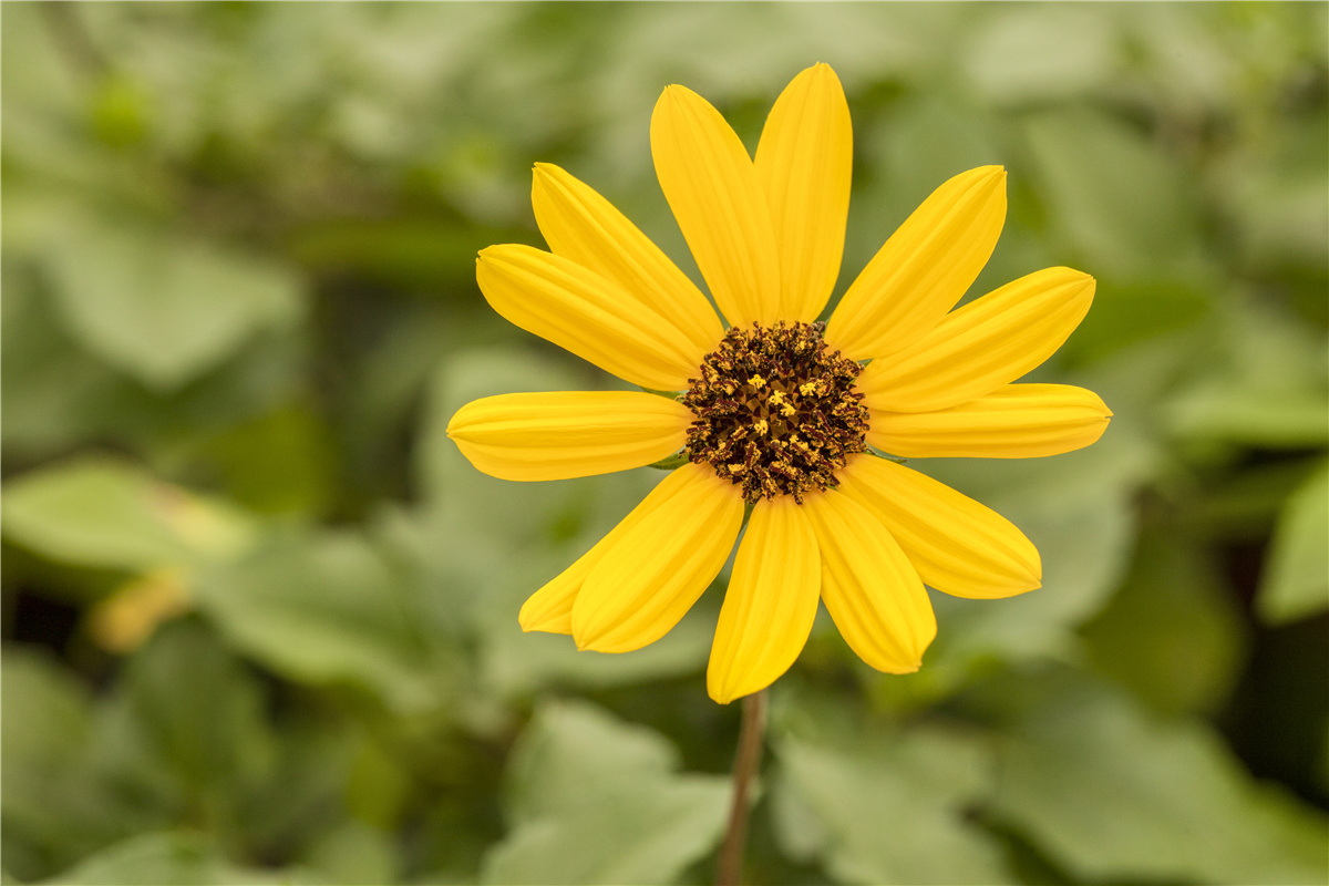Einjährigen Pflanzen für den Garten - Gartencenter Rammes Grünland
