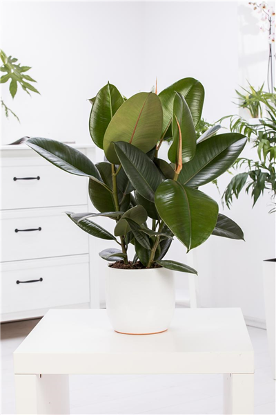 Ficus elastica 'Robusta'