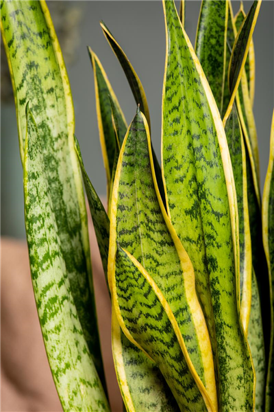 Sansevieria trifasciata var. laurentii