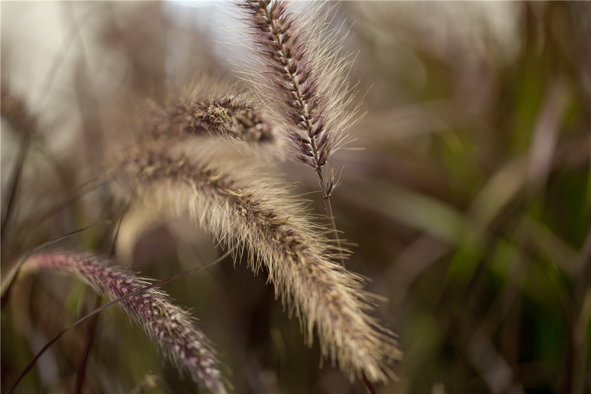Blüht Ihr Lampenputzergras nicht? - Gartencenter Rammes Grünland