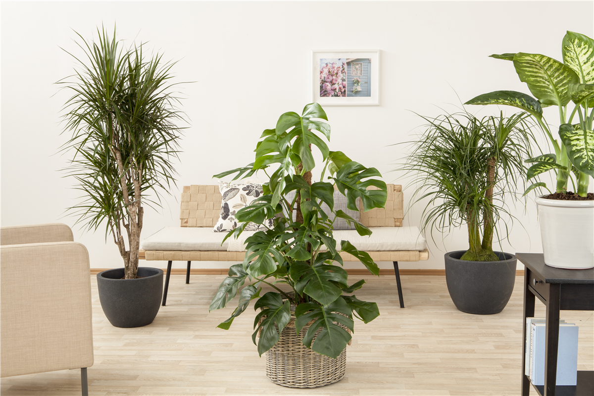 Monstera - Gartencenter Rammes Grünland