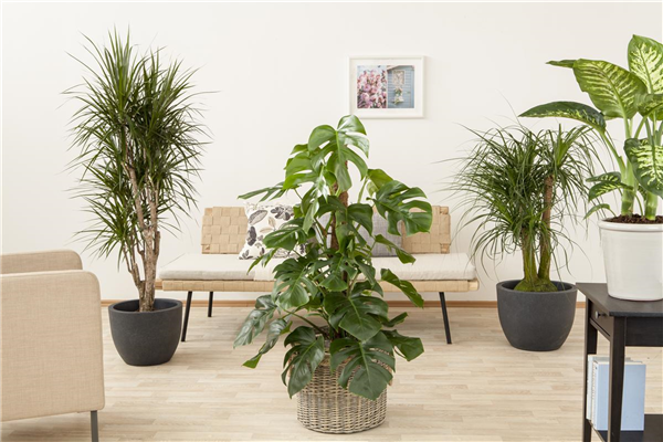 Monstera