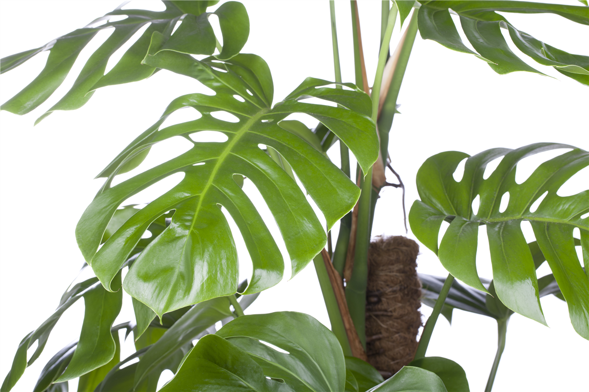 Fensterblatt - Vermehren durch Stecklinge - Gartencenter Rammes Grünland