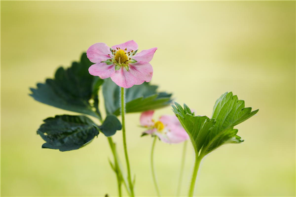 Erdbeeren