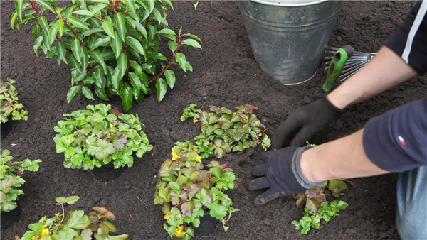 Goldbeere - Einpflanzen im Garten (thumbnail)