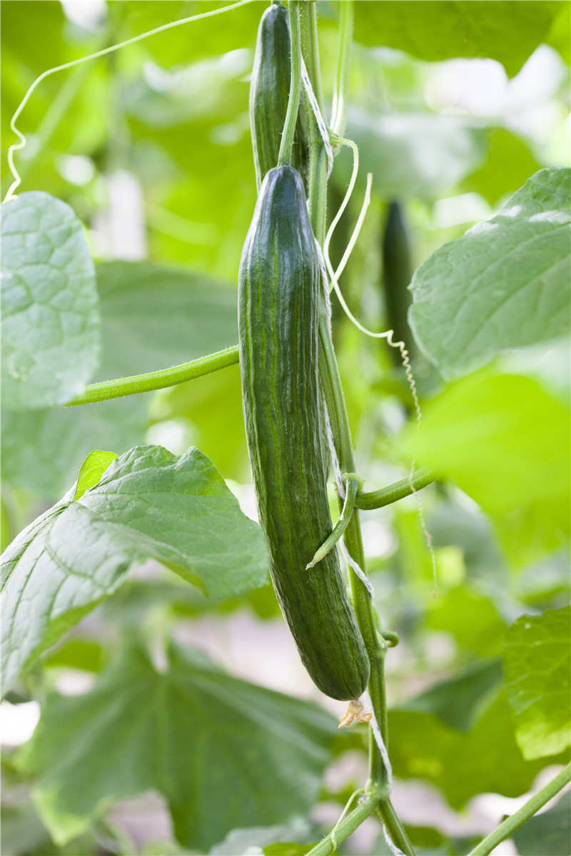 Gurken ausdünnen - Gartencenter Rammes Grünland