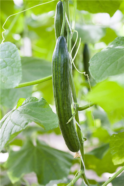 Gurken ausdünnen
