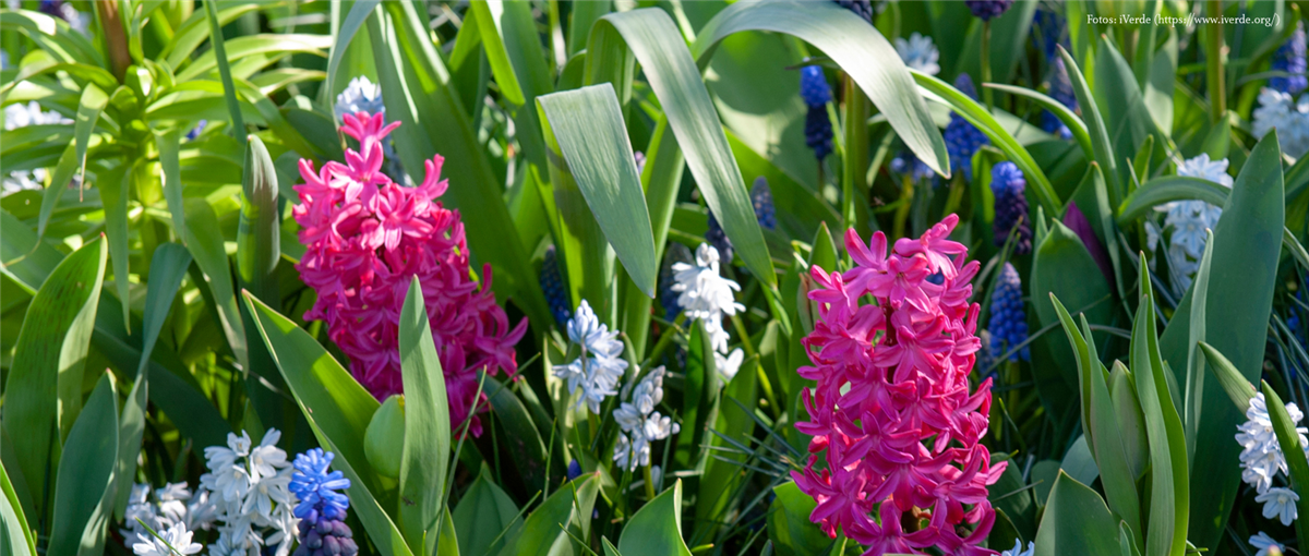 Blumenzwiebeln: Von null auf blühend - Gartencenter Rammes Grünland