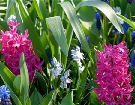 Blumenzwiebeln: Von null auf blühend