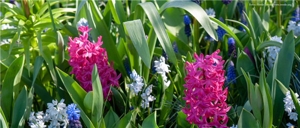 Blumenzwiebeln: Von null auf blühend