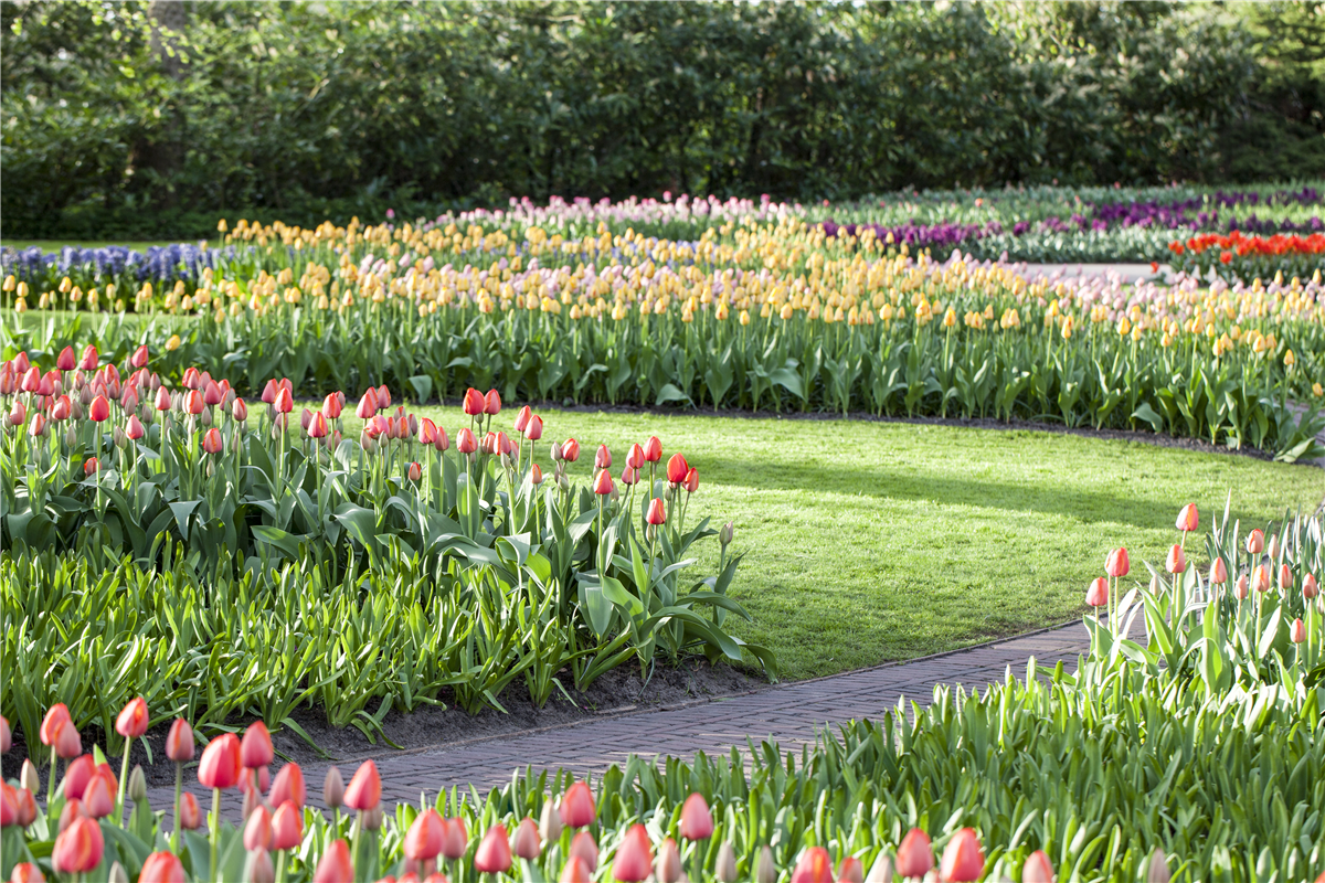 Blumenzwiebelzauber im Frühjahr - Gartencenter Rammes Grünland