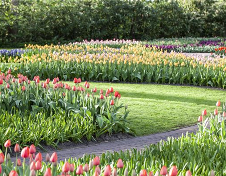  Blumenzwiebelzauber im Frühjahr