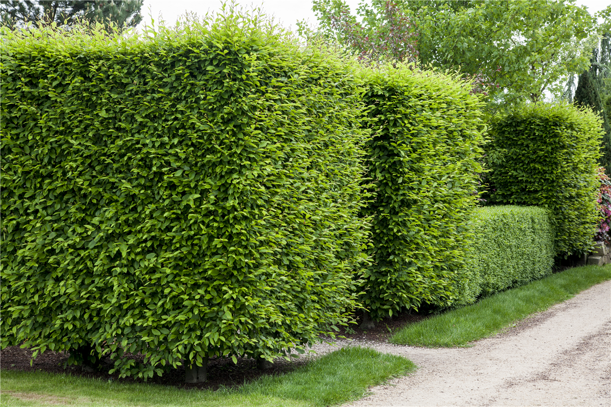 Kleine Piepmätze schützen - Gartencenter Rammes Grünland