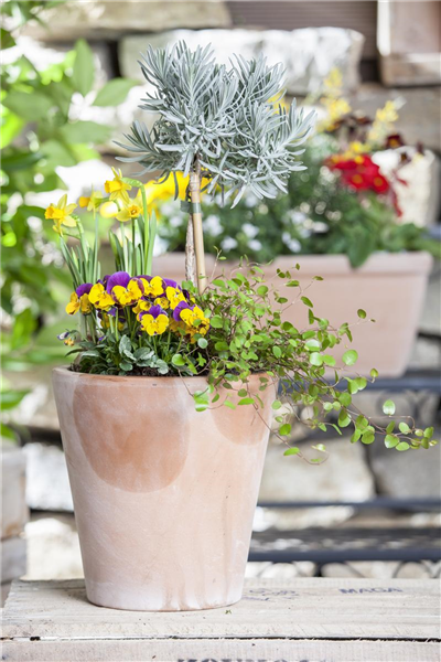 Blüten für die Blumentreppe