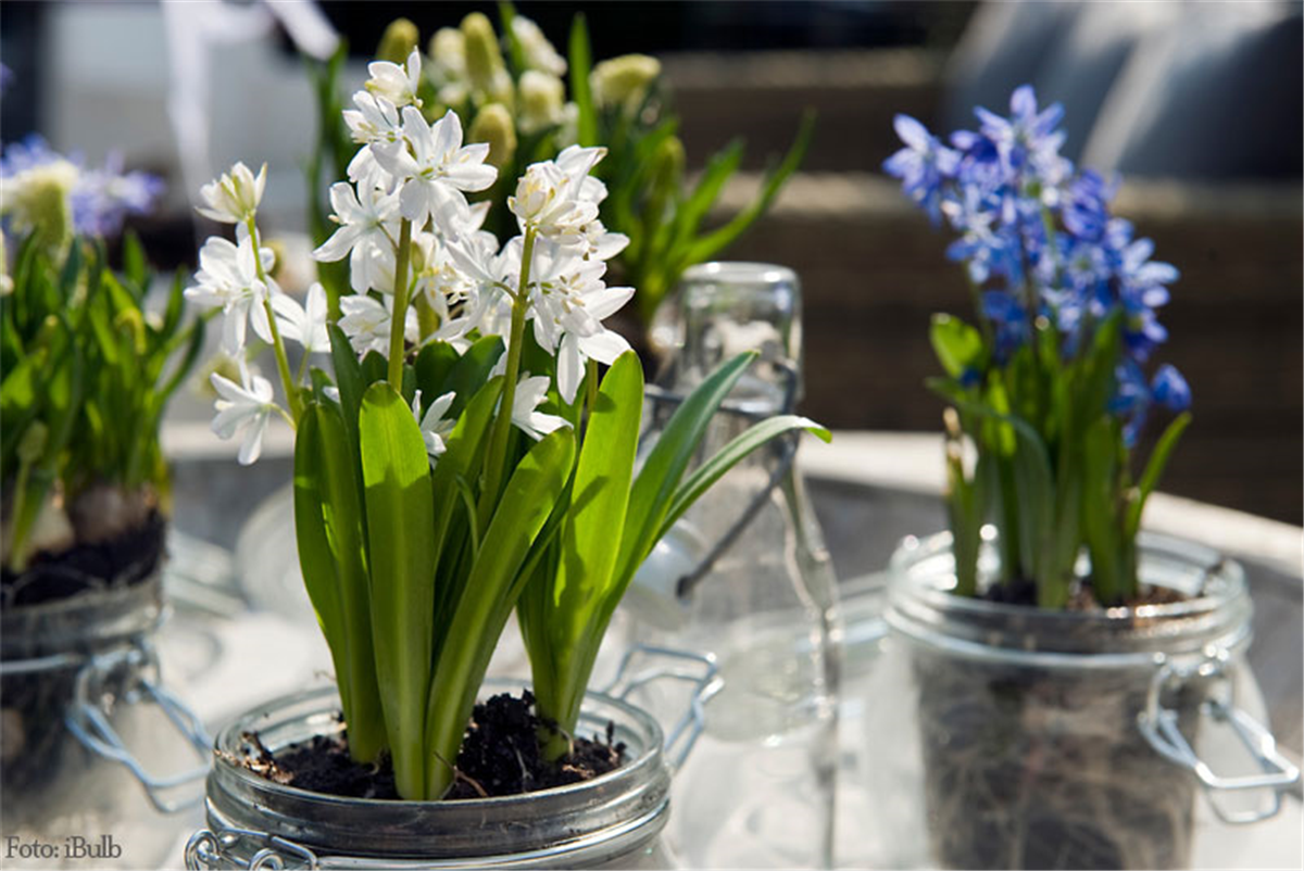 Blüten im Glas - Gartencenter Rammes Grünland