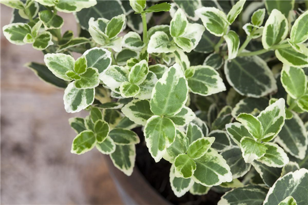 Euonymus fortunei 'Emerald Gaiety'
