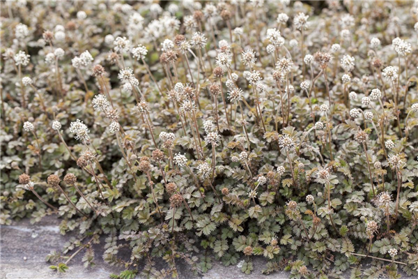 Acaena microphylla