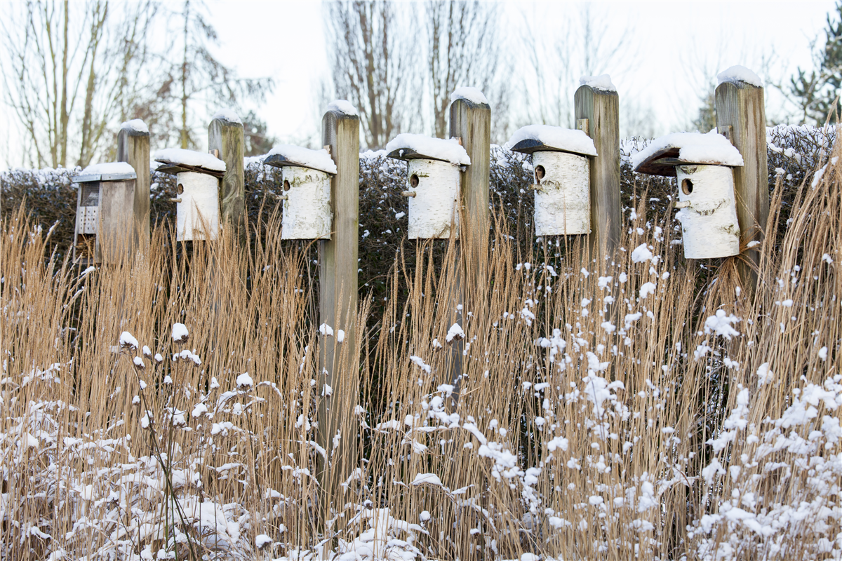 Fettfutter für Vögel selber herstellen - Gartencenter Rammes Grünland