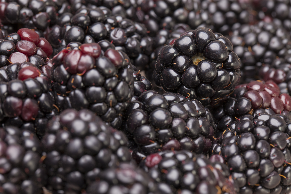 Brombeeren pflanzen - Gartencenter Rammes Grünland