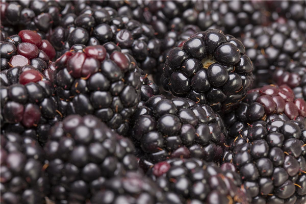 Brombeeren pflanzen