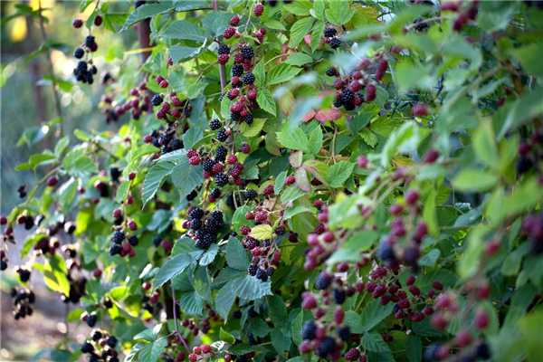 Rubus fruticosus