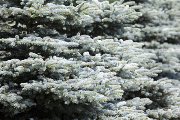 Picea glauca
