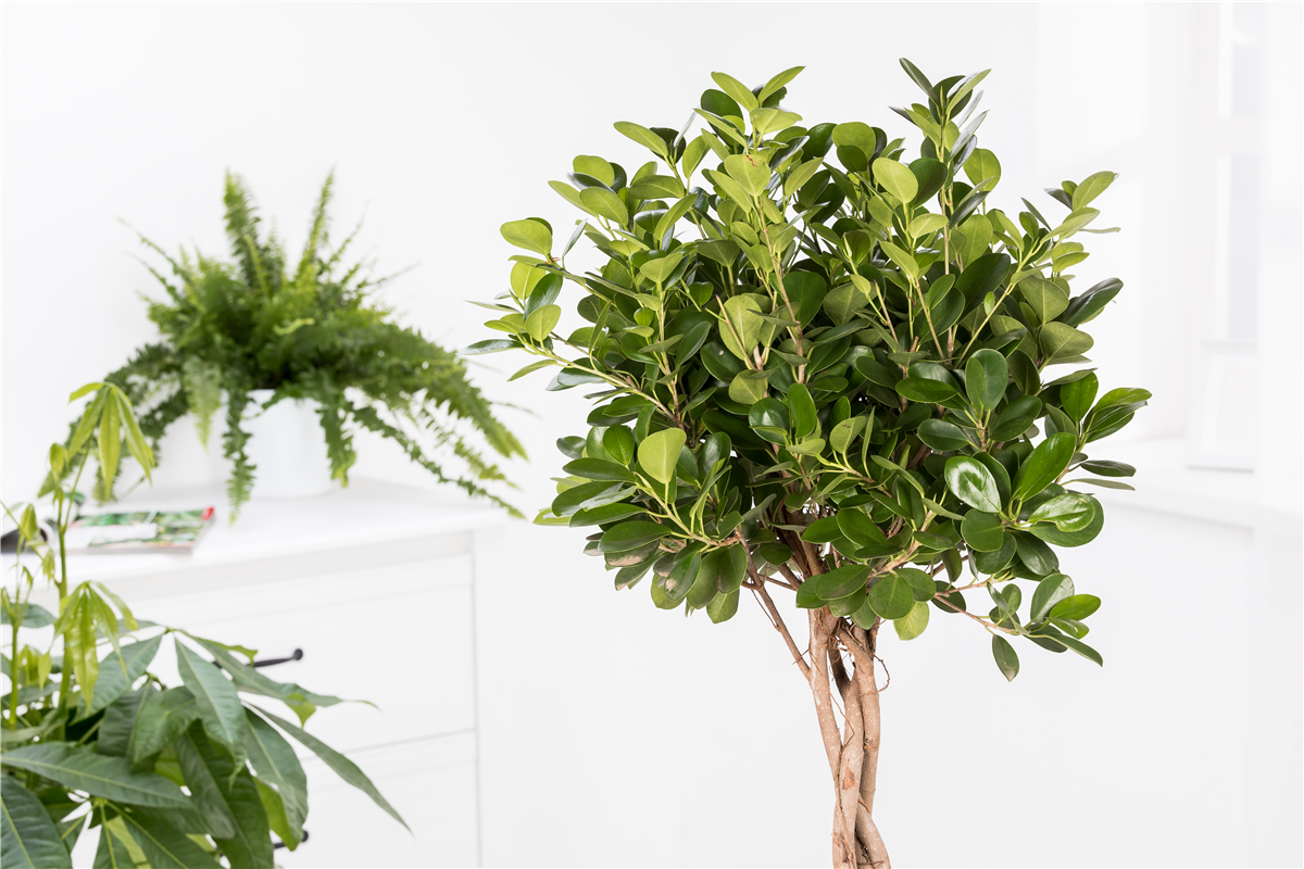 September 2019: Ficus - Gartencenter Rammes Grünland