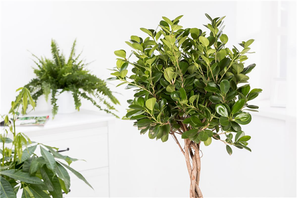 Ficus