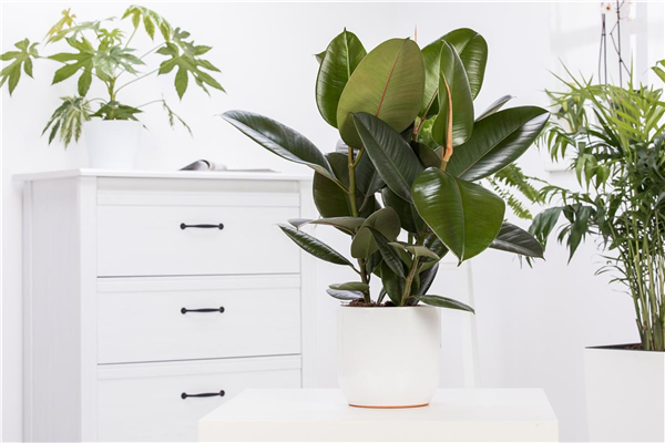 Ficus elastica 'Robusta'