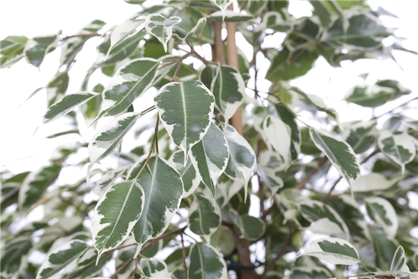 Ficus benjamina 'Twilight'