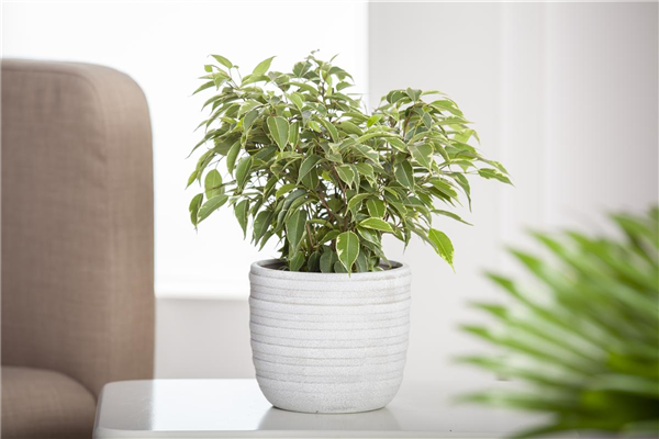 Ficus benjamina