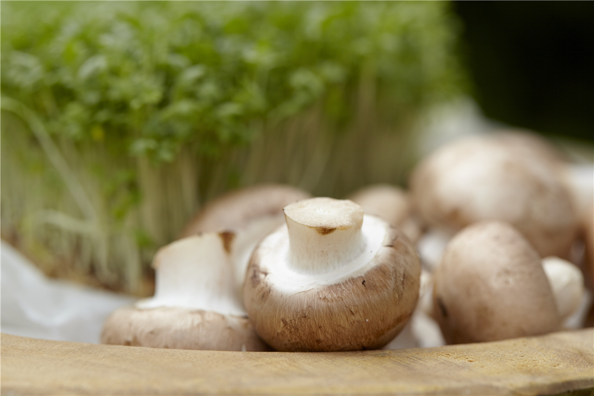 Champignons selber anbauen - Gartencenter Rammes Grünland