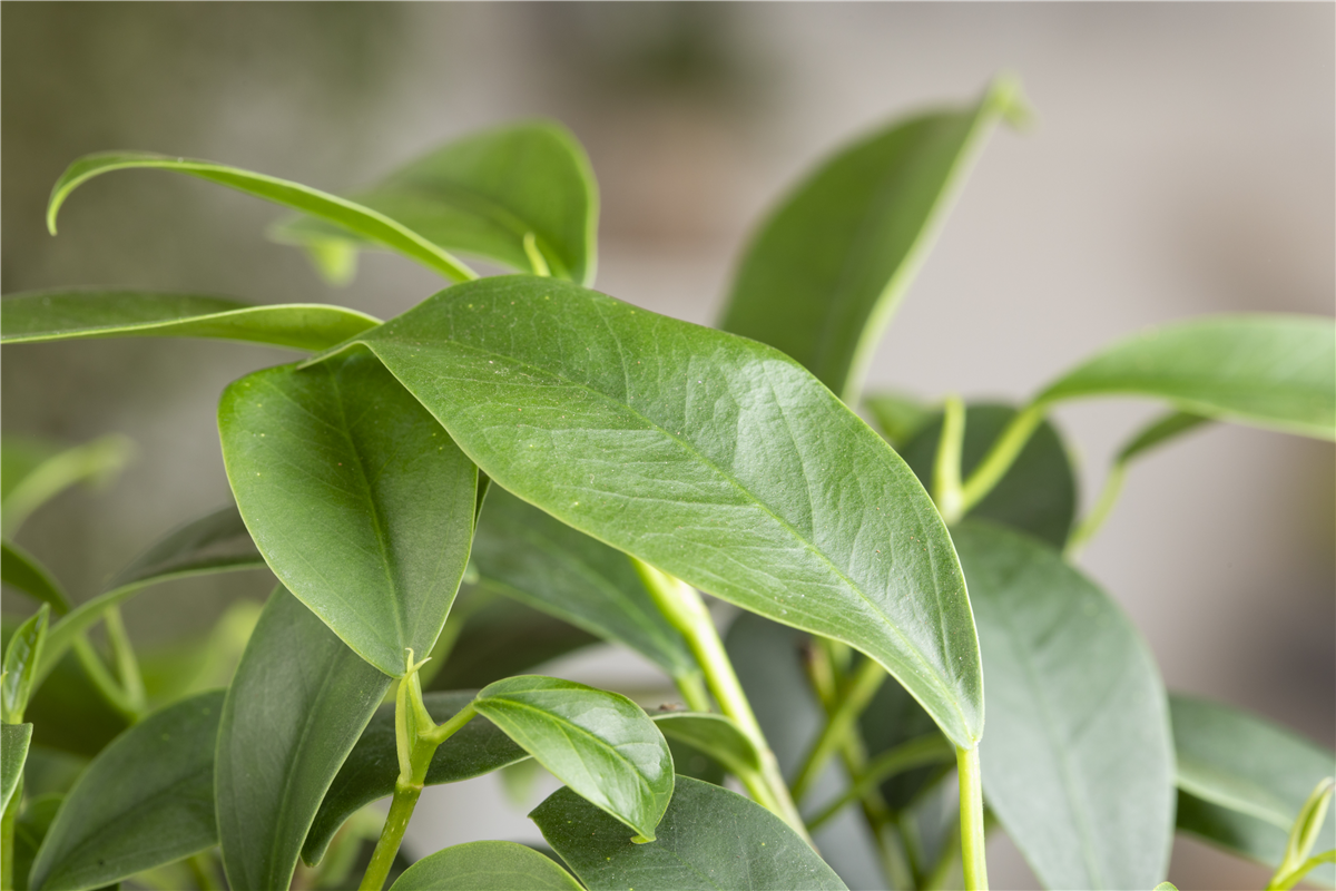 Ficus Ginseng - Umtopfen - Gartencenter Rammes Grünland