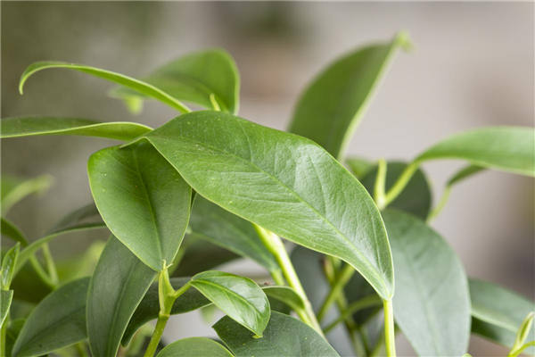 Ficus Ginseng hegen und pflegen
