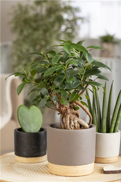 Ficus microcarpa 'Ginseng'