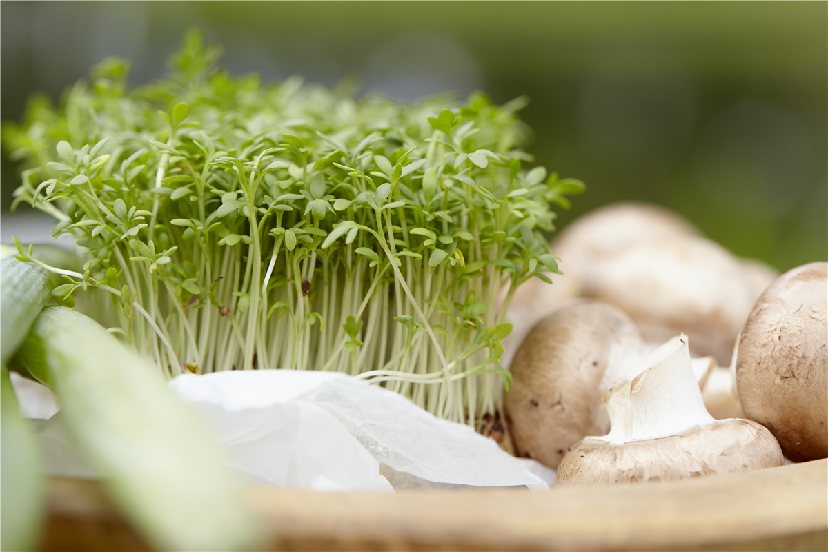 Frische Vitamine von der Fensterbank - Gartencenter Rammes Grünland
