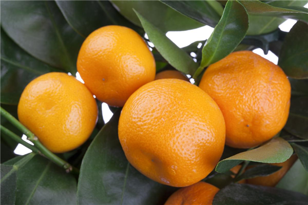 Orangen im Beet